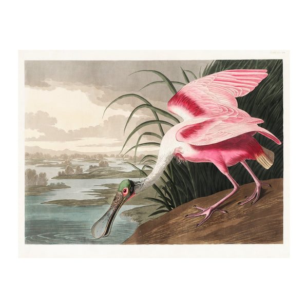 John James Audubon Roseate Spoonbill - Poster