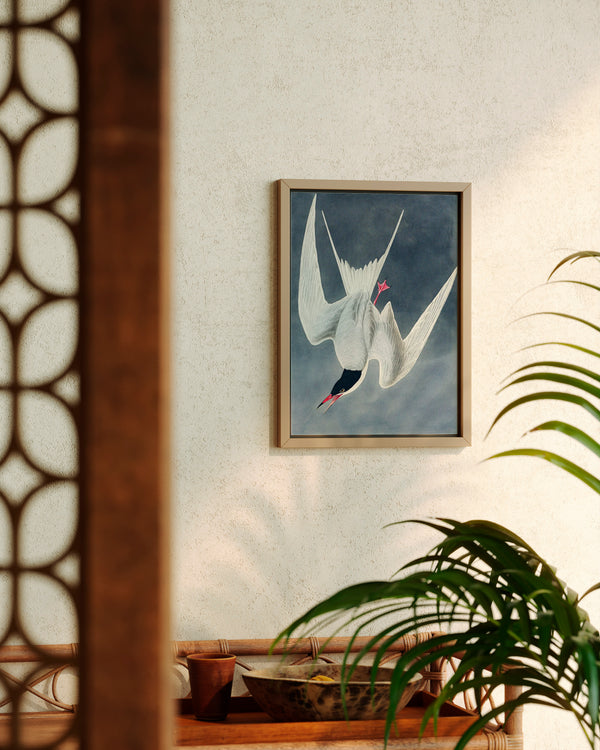 John James Audubon Great Tern - Poster - Munde Home