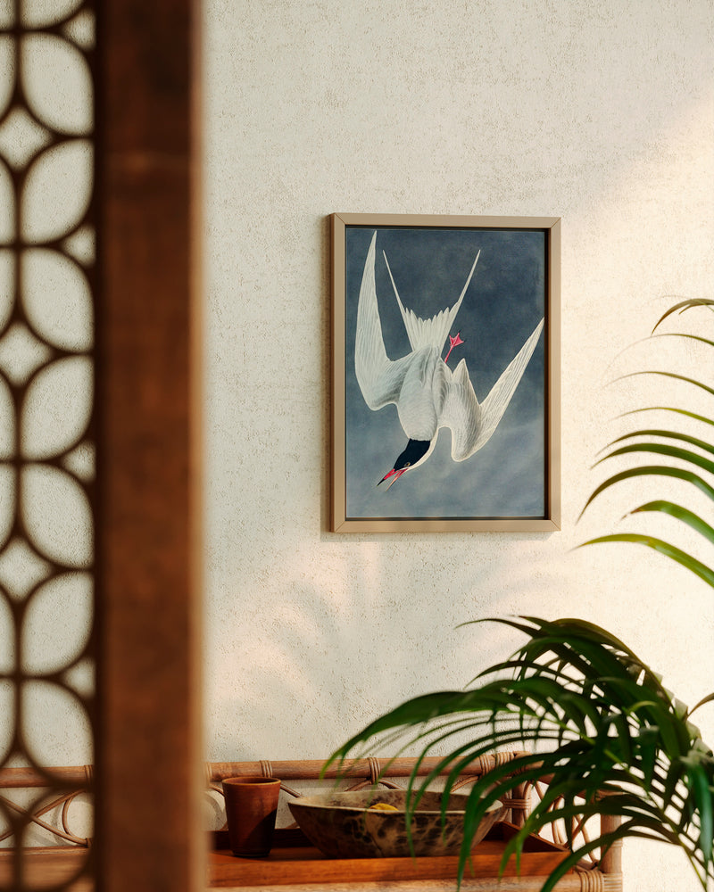 John James Audubon Great Tern - Poster - Munde Home