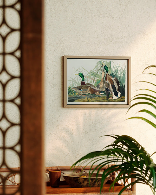 John James Audubon Mallard Duck - Poster - Munde Home