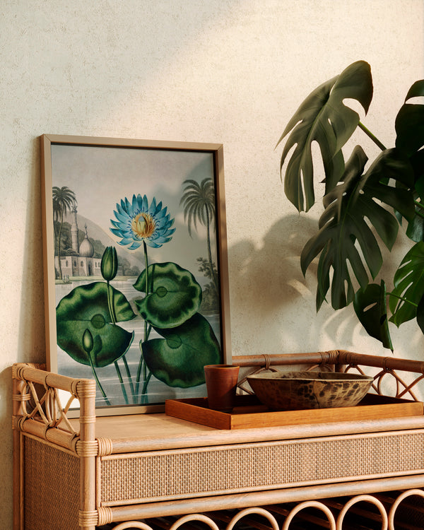 Robert John Thornton The Blue Egyptian Water-Lily - Poster