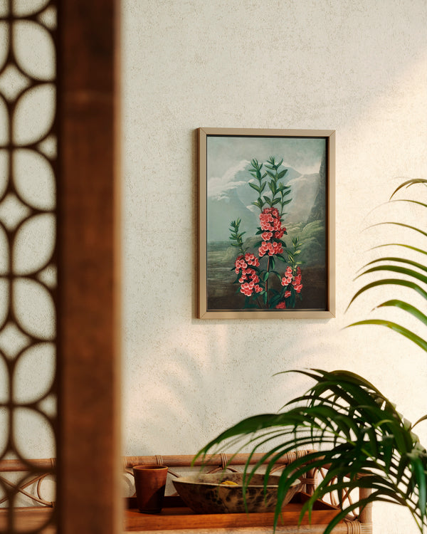 Robert John Thornton The Narrow–Leaved Kalmia - Poster - Munde Home