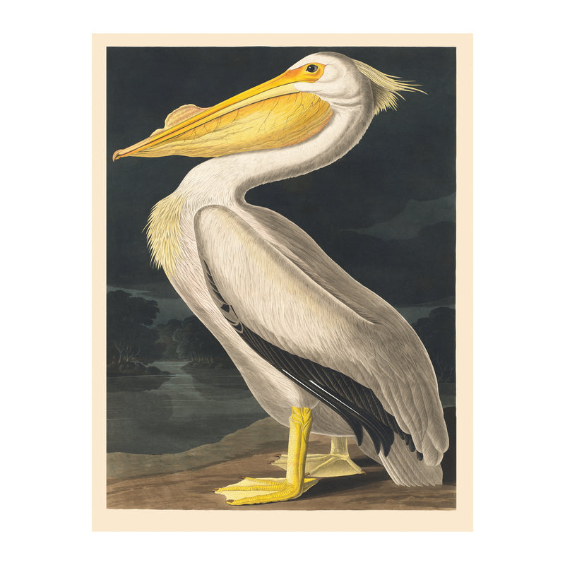 John James Audubon American White Pelican - Poster