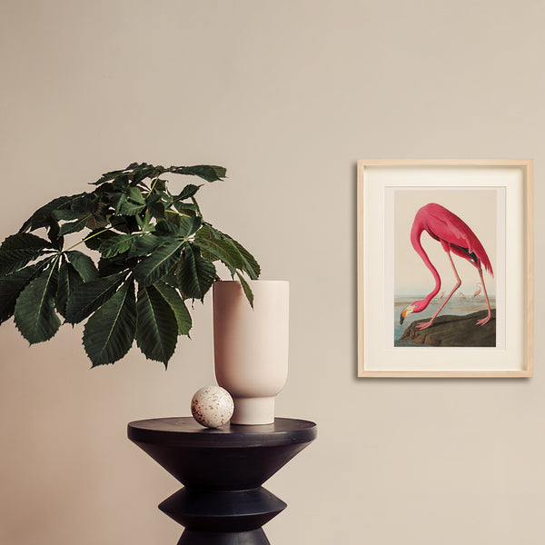 John James Audubon Pink Flamingo - Poster