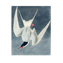 John James Audubon Great Tern - Poster
