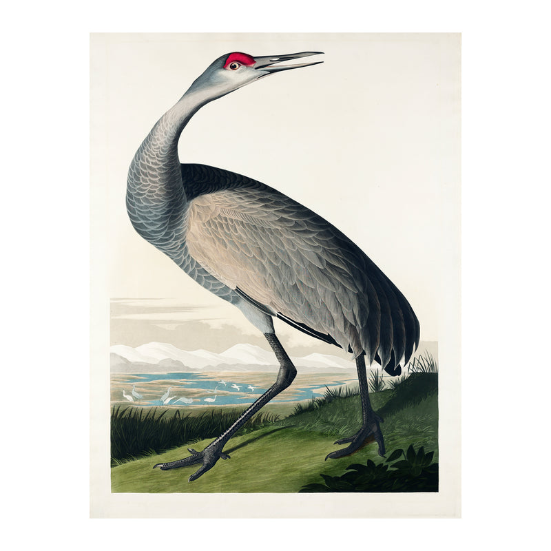 John James Audubon Hooping Crane - Poster - Munde Home
