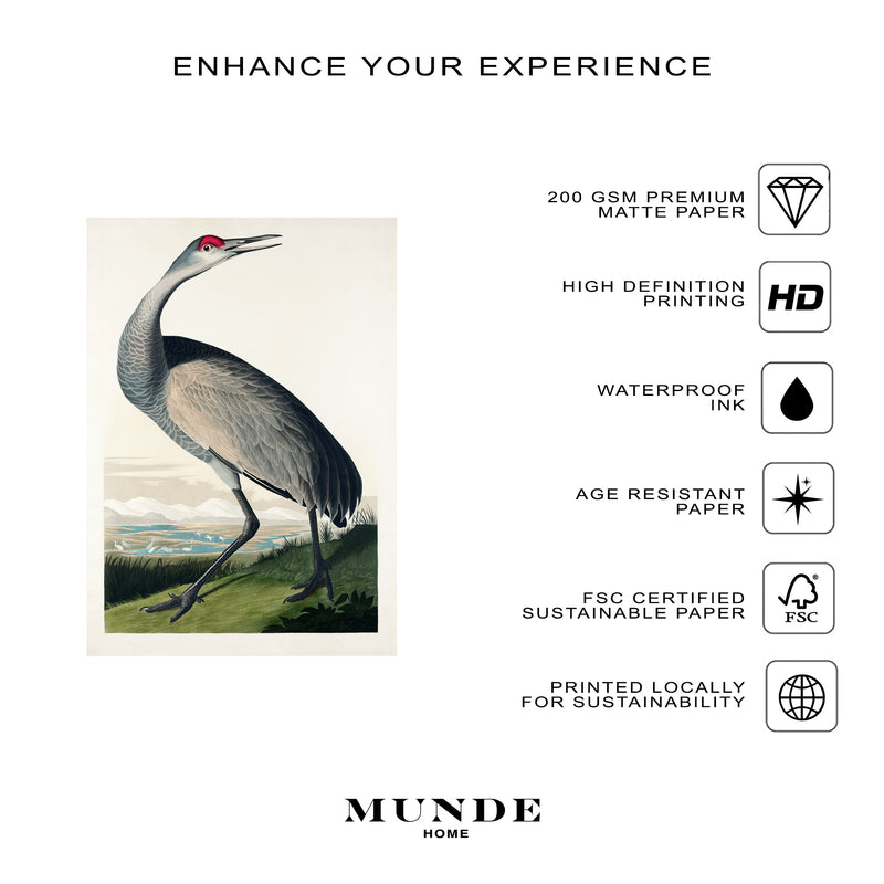 John James Audubon Hooping Crane - Poster - Munde Home