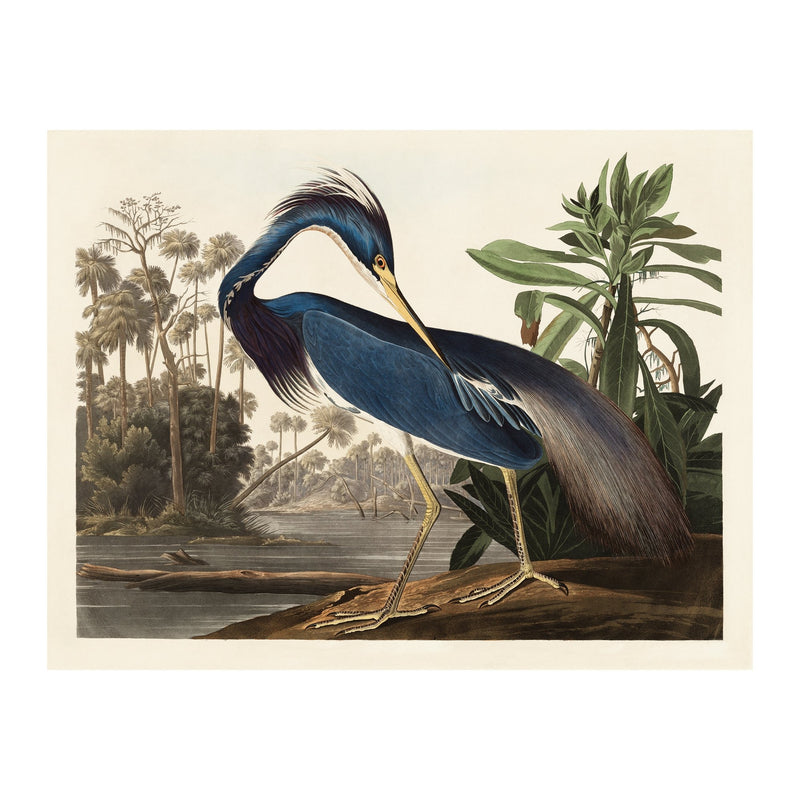 John James Audubon Louisiana Heron - Poster