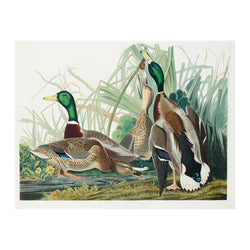 John James Audubon Mallard Duck - Poster