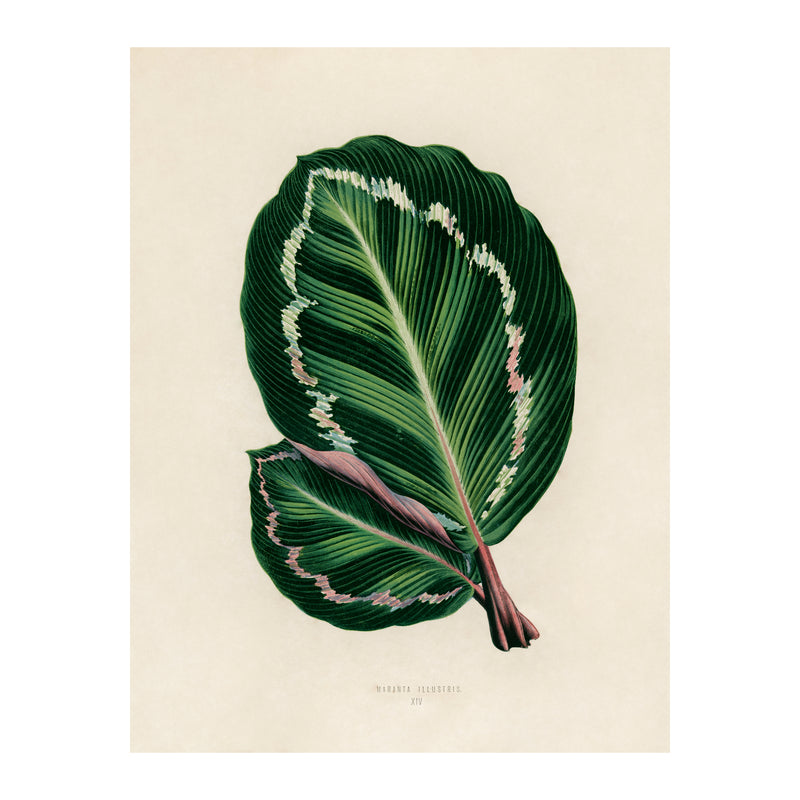 Tropical Leaves Rose Painted Calathea - Poster