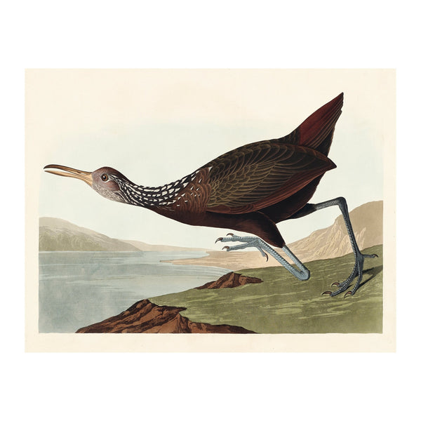 John James Audubon Scolopaceus Courlan - Poster