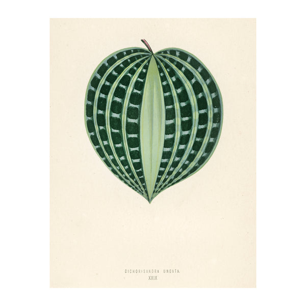 Tropical Leaves Seersucker Plant - Poster