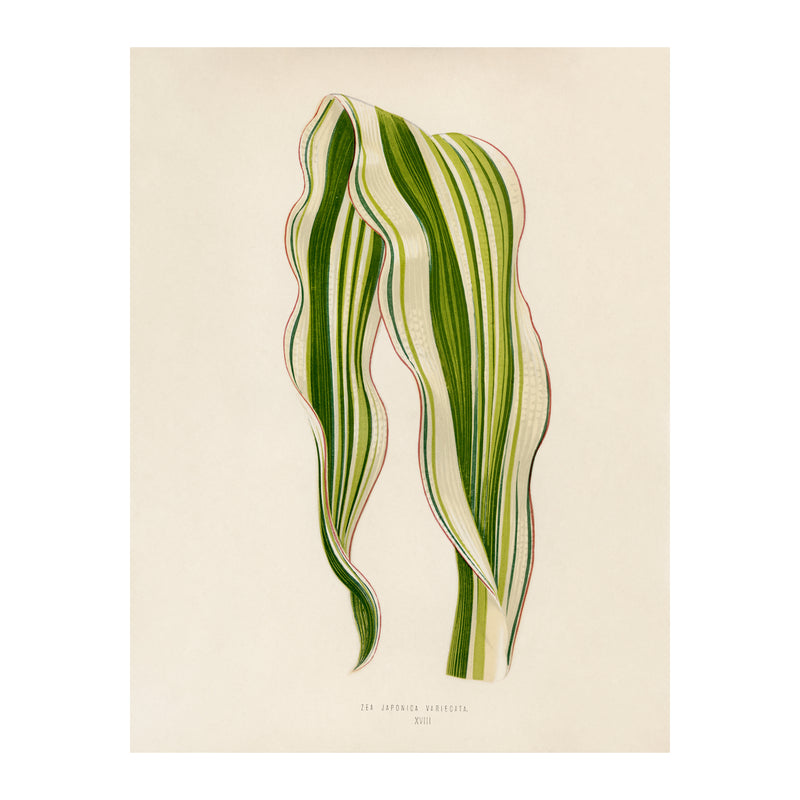 Tropical Leaves Striped Maize  - Poster