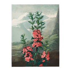 Robert John Thornton The Narrow–Leaved Kalmia - Poster