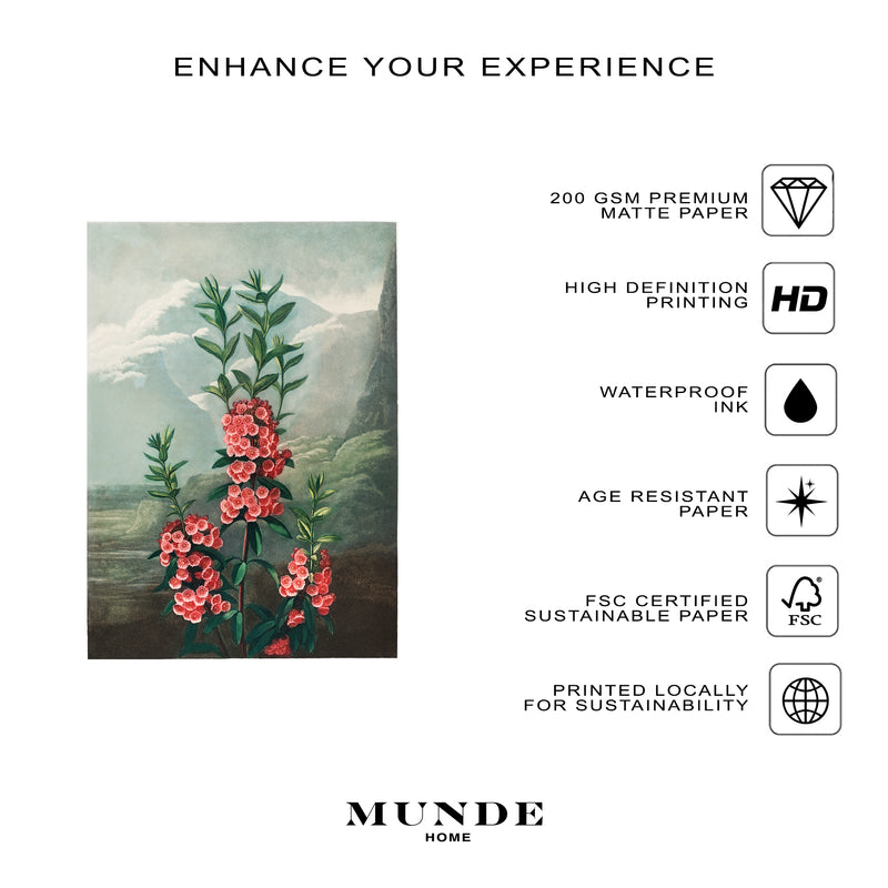 Robert John Thornton The Narrow–Leaved Kalmia - Poster - Munde Home