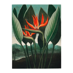 Robert John Thornton The Queen–Plant - Poster