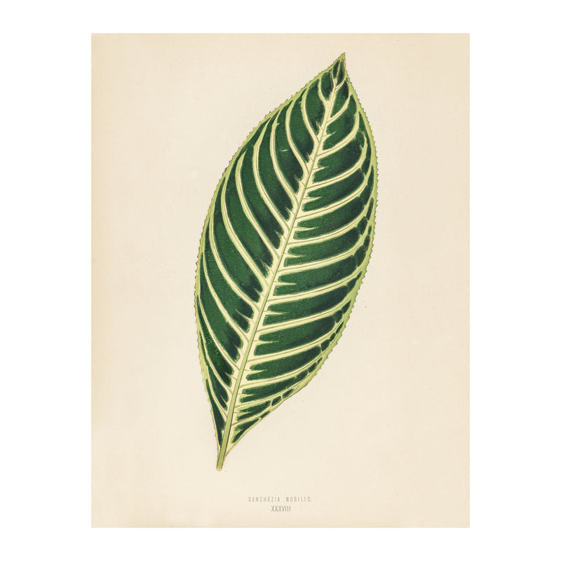 Tropical Leaves Tiger Plant - Poster