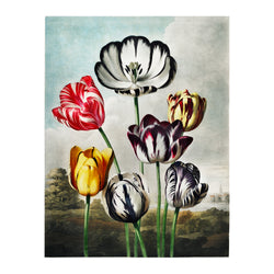 Robert John Thornton Tulips - Poster