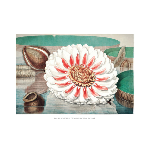 William Sharp Victoria Regia Water Lily - Poster - Munde Home
