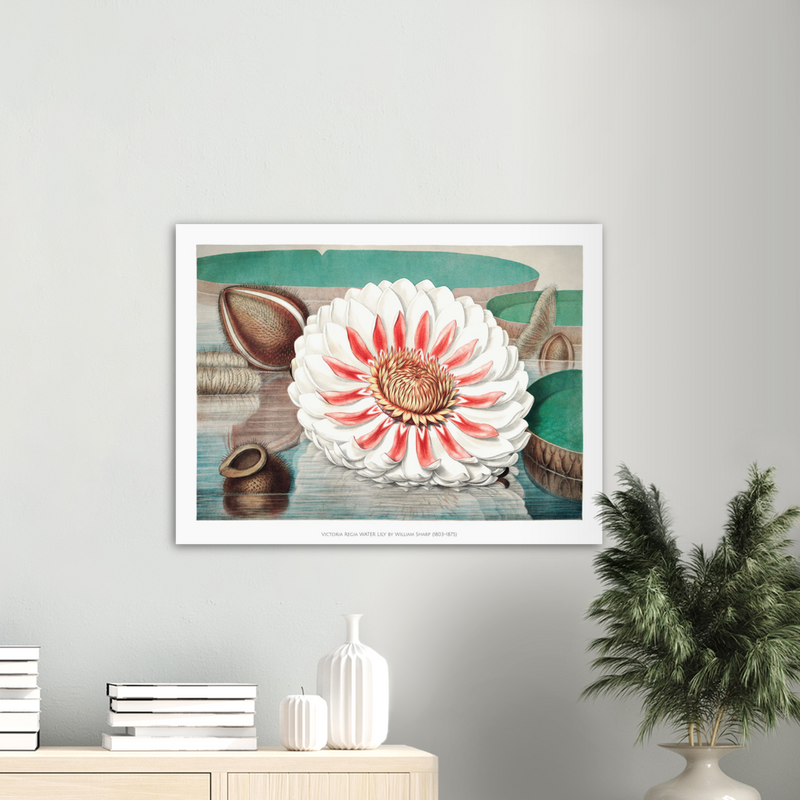 William Sharp Victoria Regia Water Lily- Poster