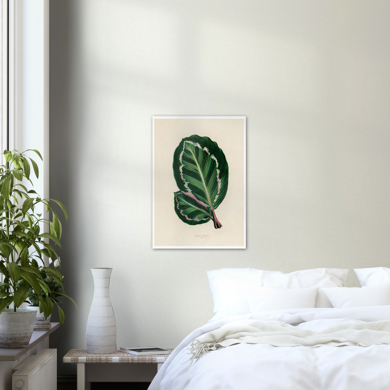 Tropical Leaves Rose Painted Calathea - Poster