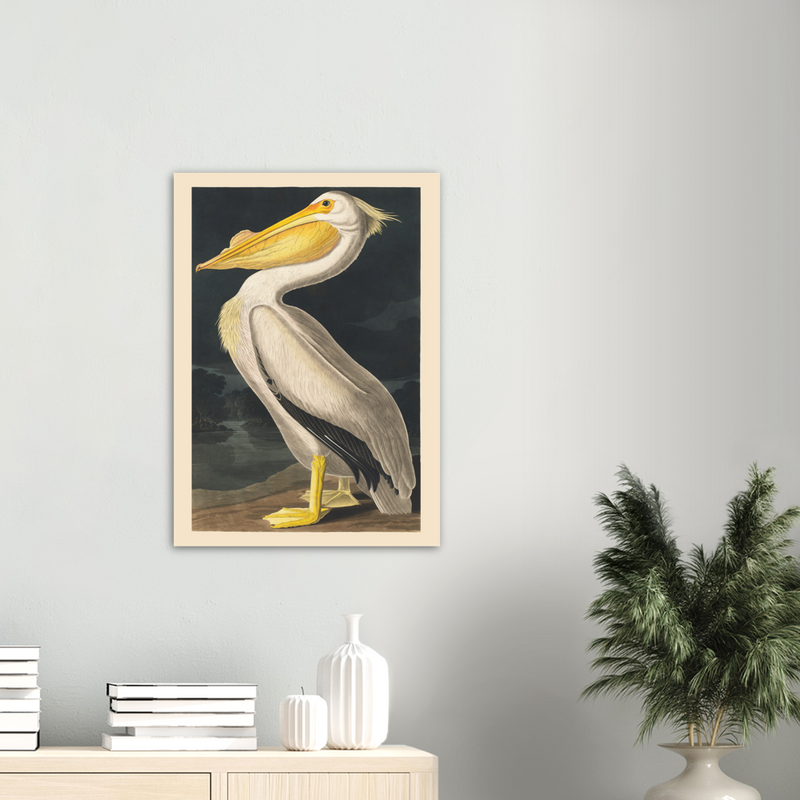 John James Audubon American White Pelican - Poster