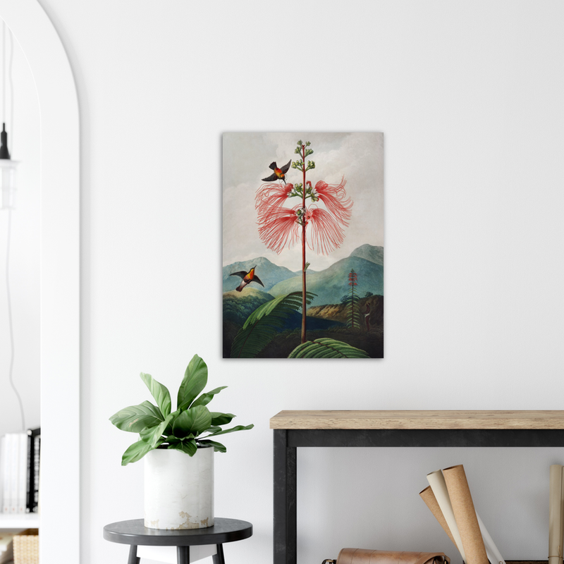 Robert John Thornton Large–Flowering Sensitive Plant - Poster