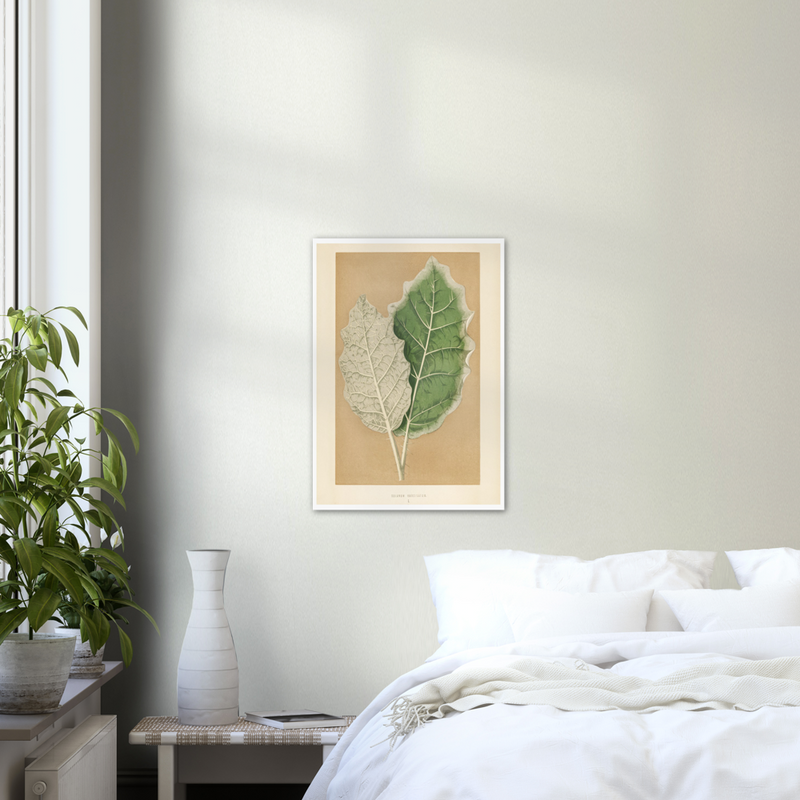 Tropical Leaves White-margined Nightshade - Poster