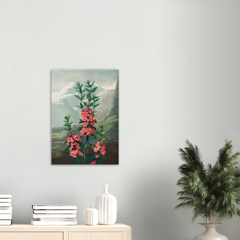 Robert John Thornton The Narrow–Leaved Kalmia - Poster